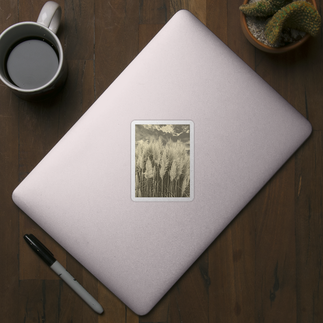 White Pampas Grass with dramatic sky above, nature sepia color photography by KINKDesign